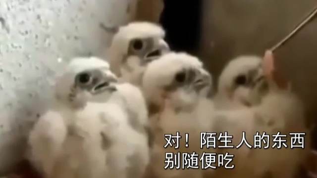 搞笑动物配音，小心有毒