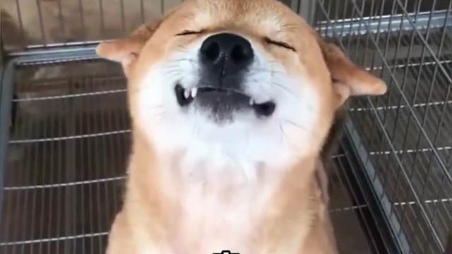 搞笑动物配音，快来，嘴儿我