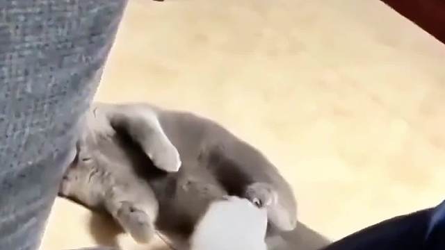 搞笑动物配音，没看我睡觉着嘛