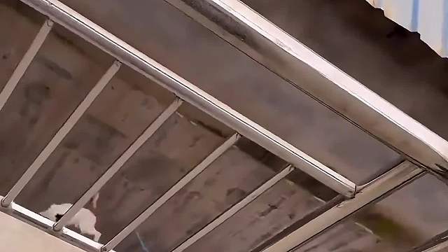 搞笑动物配音，笑死我啦