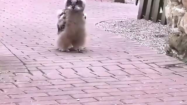 搞笑动物配音，都记心里呢