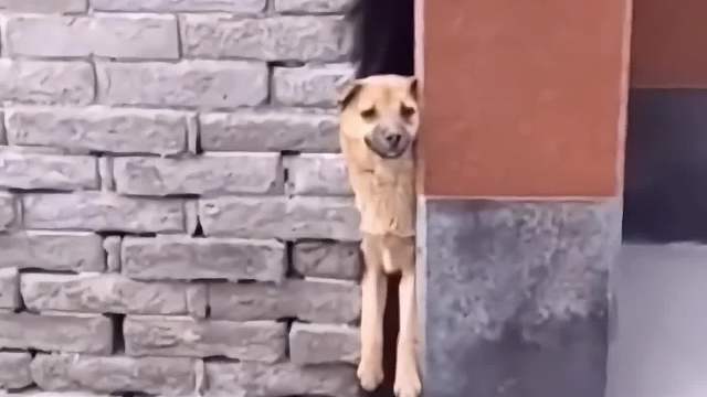 搞笑配音，一觉醒来我怎么卡墙缝了