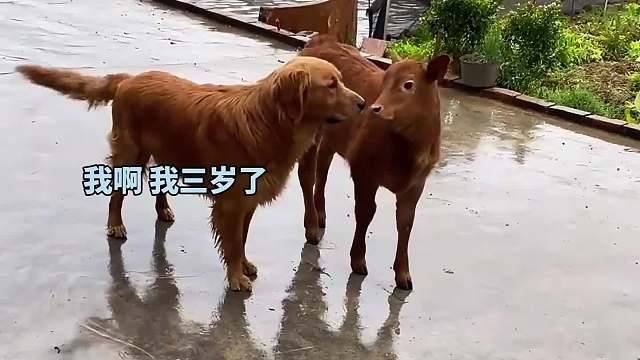 搞笑配音，你怎么跟我一样大