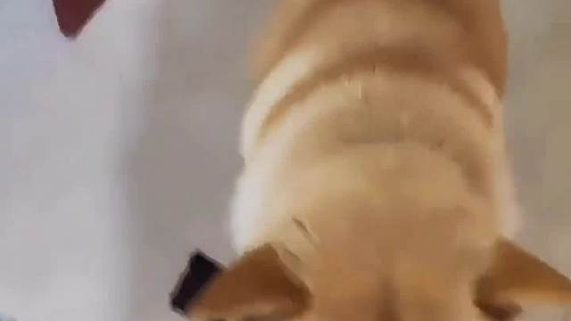 搞笑配音，刚子回来啦