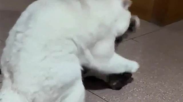 搞笑配音，又白又胖怎么了