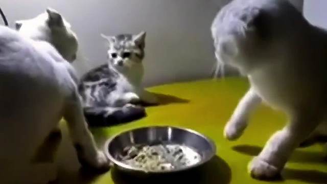 搞笑配音，小狗催婚了