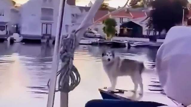 搞笑配音，我是水狗