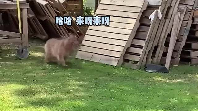 搞笑配音，被我抓到你就遭老罪啦