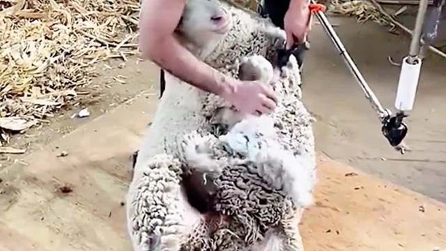 489. 我就来做个造型，没让你把我剃光