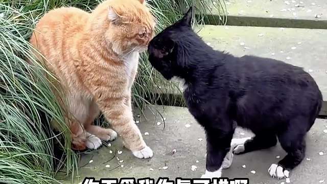 不爱我，真可惜