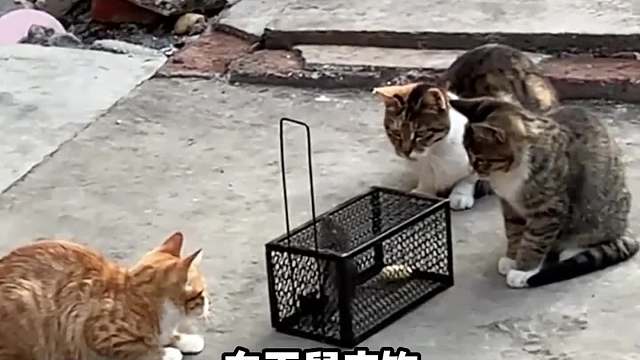 不知各位大侠如何称呼