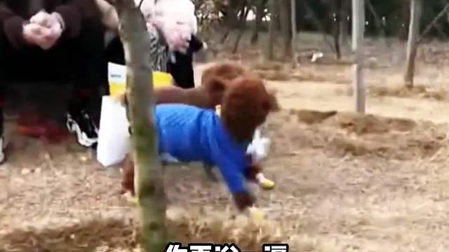 什么？你再说一遍