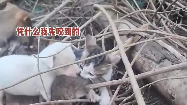 住手，你们不要再打了啦~