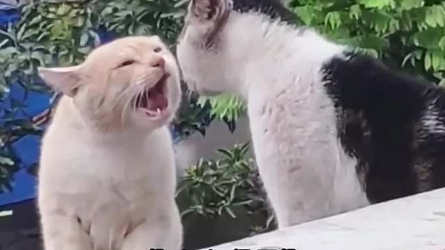 你到底会不会撩猫啊