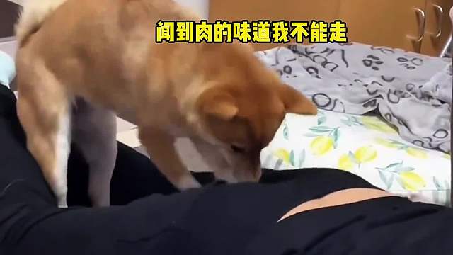 你才是真的狗