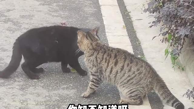 你本人是不是长得猥琐