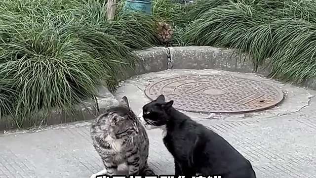 你看什么看？渣猫