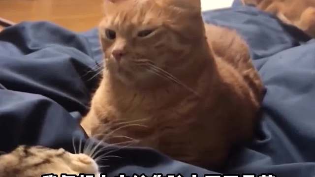 你看你那烧不拉几的样子