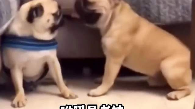 你看咱俩长得多像