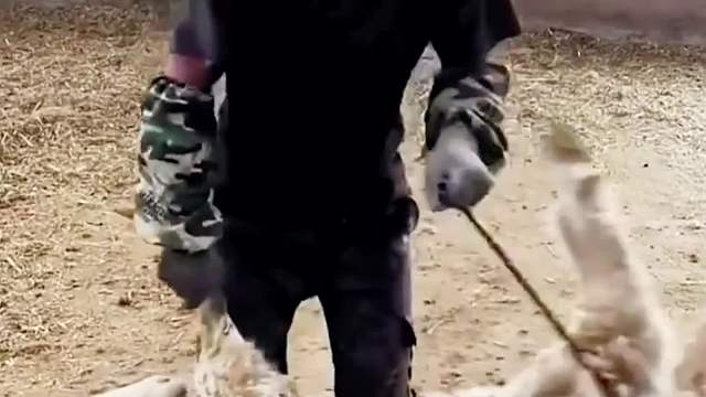 假托尼，放开我