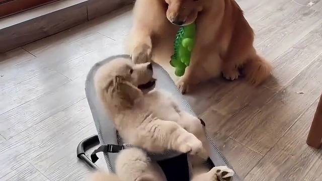 傻孩子看我马上把你晃晕