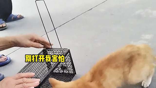 到嘴的午餐肉跑了