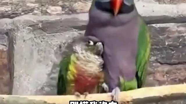 哥哥我想吃冰淇淋