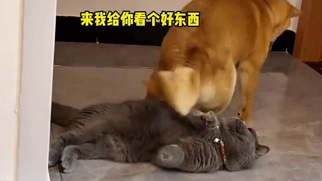 喵桑给你看个好东西