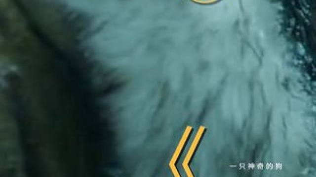 这还是我认识的拆家小能手吗？我承认我眼瞎了 #我的观影报告