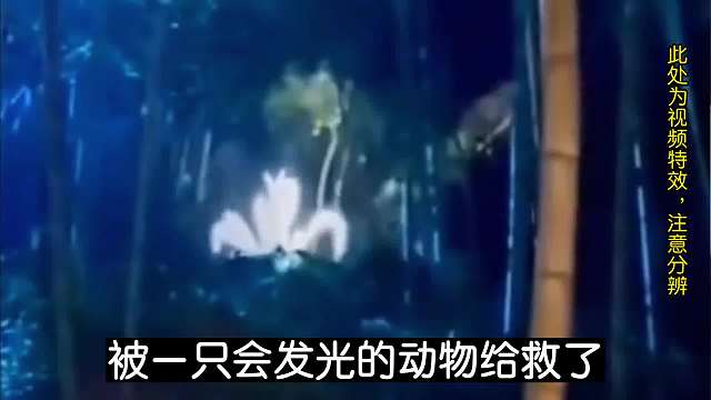 一个关于小时候遇到神奇动物的#睡前故事