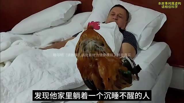 一只公鸡#睡前故事