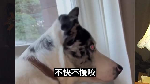 一只叫北风的边牧！#睡前故事