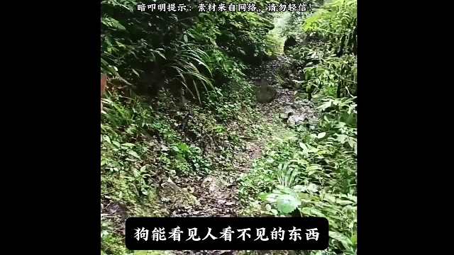 一起爬山吧，小柯基！#睡前故事