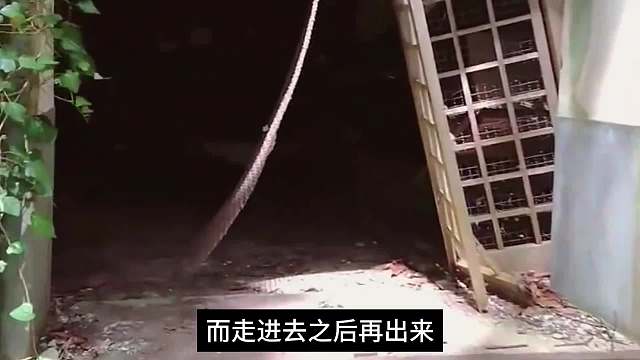 公园迷踪。 #崩坏星穹铁道 #迷离幻夜谈#藿藿