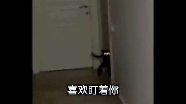 其实以前都是把本土黑猫叫做玄猫，大户人家都爱养！一个关于玄猫的#睡前故事