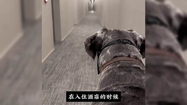 勇敢狗狗不怕困难！#睡前故事