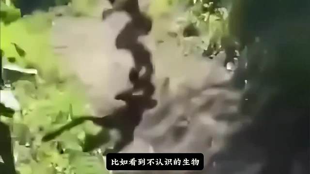 古蛇渡劫。#睡前故事 #游戏