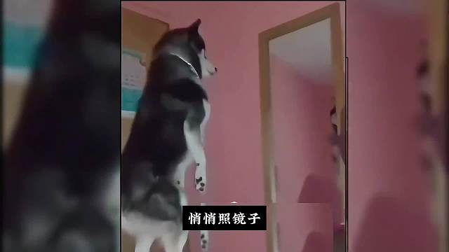 奇怪的六六。#睡前故事 #暗叩明