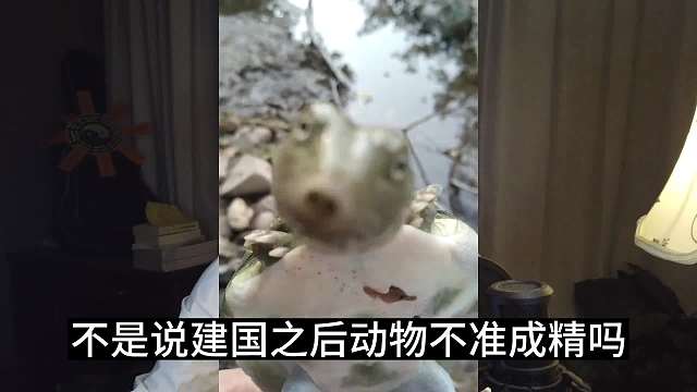 快来和甲鱼对视！#睡前故事