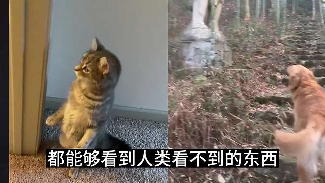 猫看见了不一定会提醒你……可能它觉得你也和它一样不害怕。#睡前故事