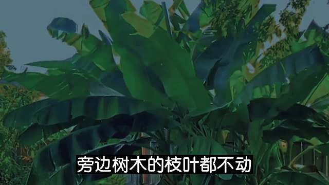 芭蕉树#睡前故事
