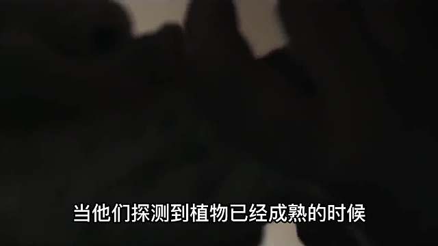 一个即将离开地球的史前部落，给人类留下了最后百年末日的信息！第三集 预言 末日 真人部族