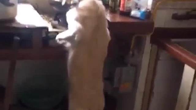 后厨不让进是怕你看完吃不下去，这是最贴心的提示