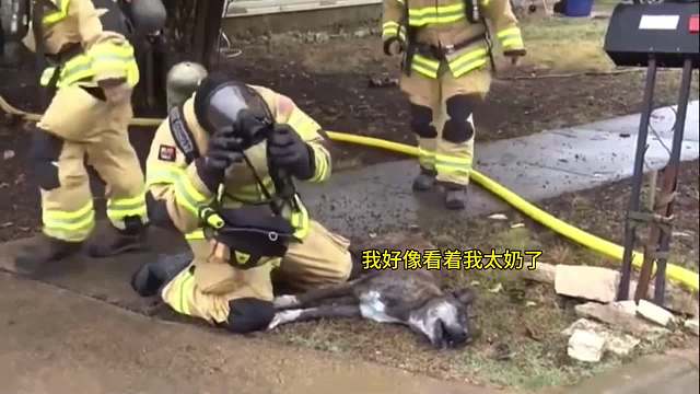 感谢消防员没有放弃任何一条生命