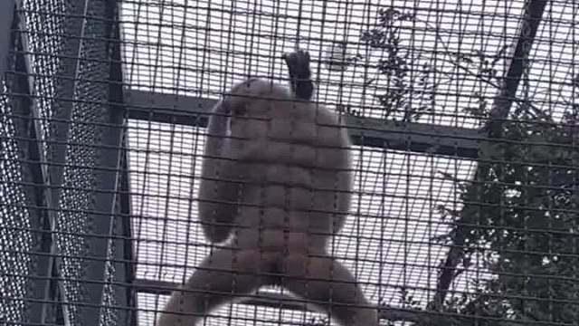 已经出现了动物传动物现象