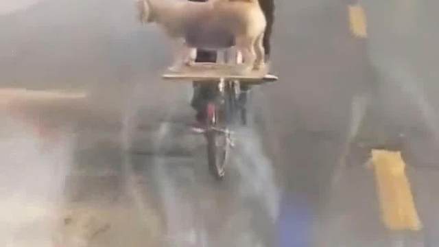 动物大会各显神通