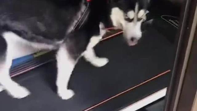 对于运动我有无数种方法偷懒