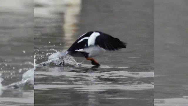 搞笑配音，踏水而飞