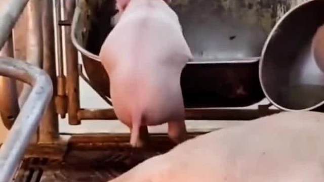 吃的越饱，走的越早……#搞笑配音#万万没想到