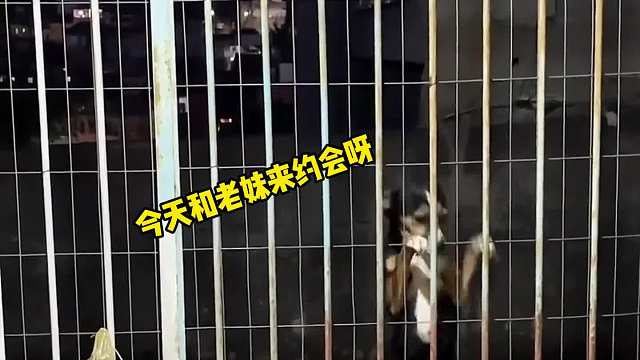 什么都阻挡不了出去约会的狗狗